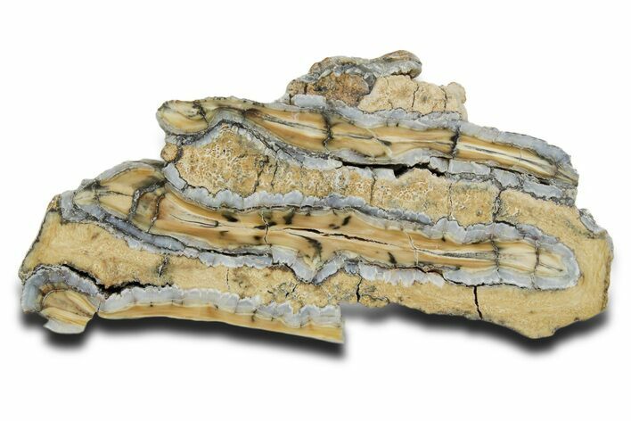 Polished Mammoth Molar Slice - South Carolina #353543